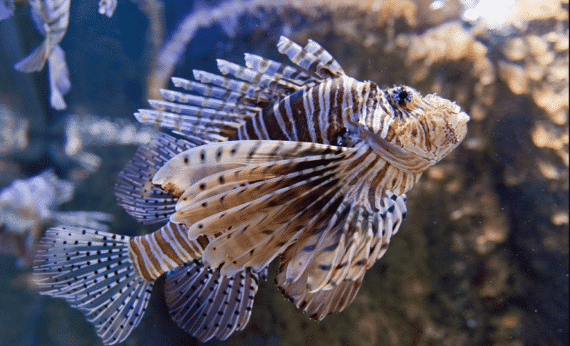 aquarium-especies raras